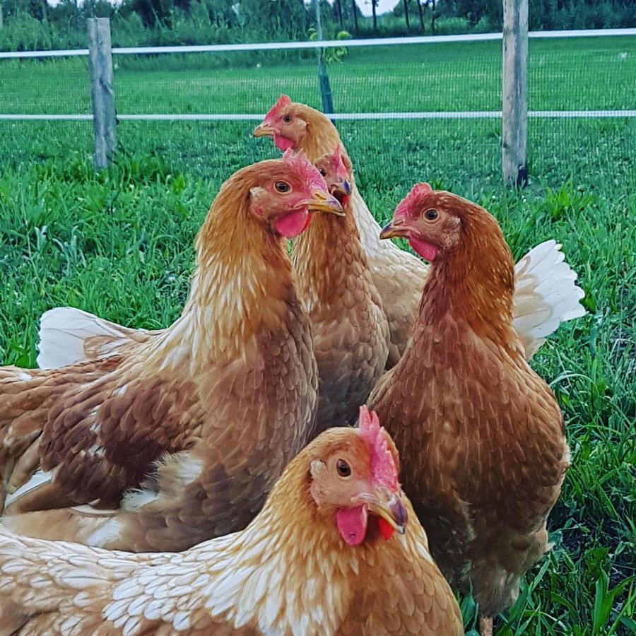 Corte Malpensata Bigarello Luaran gambar